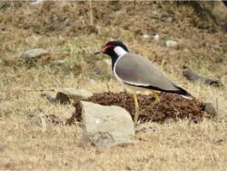 Red-wattled Lapwing